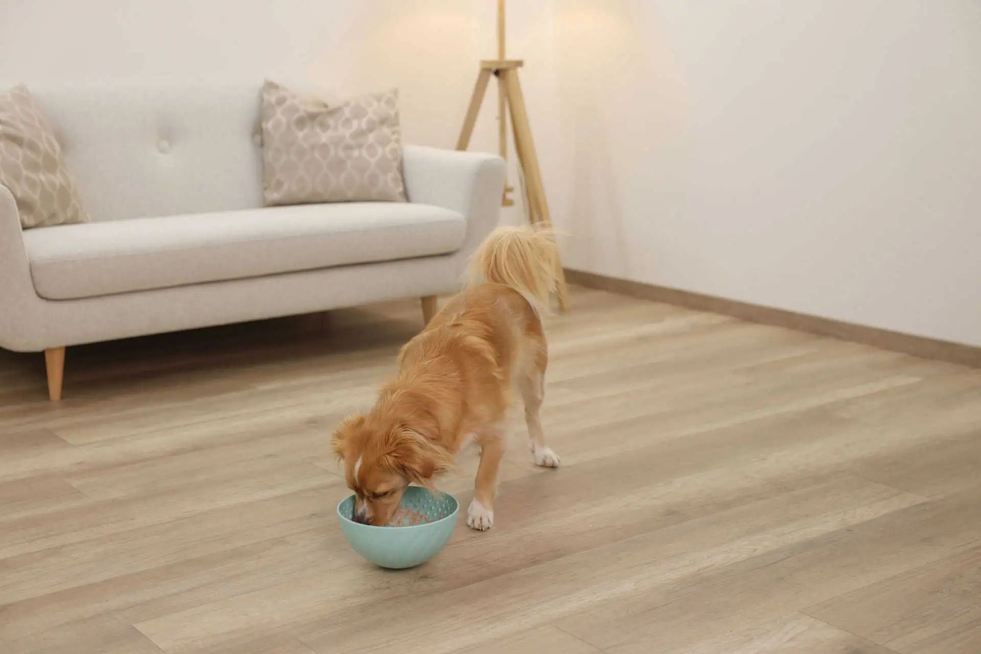 Kerbl Pet Schlecknapf für Hunde und Katzen, türkis Ø 20,5 cm, im Einsatz, im Wohnraum