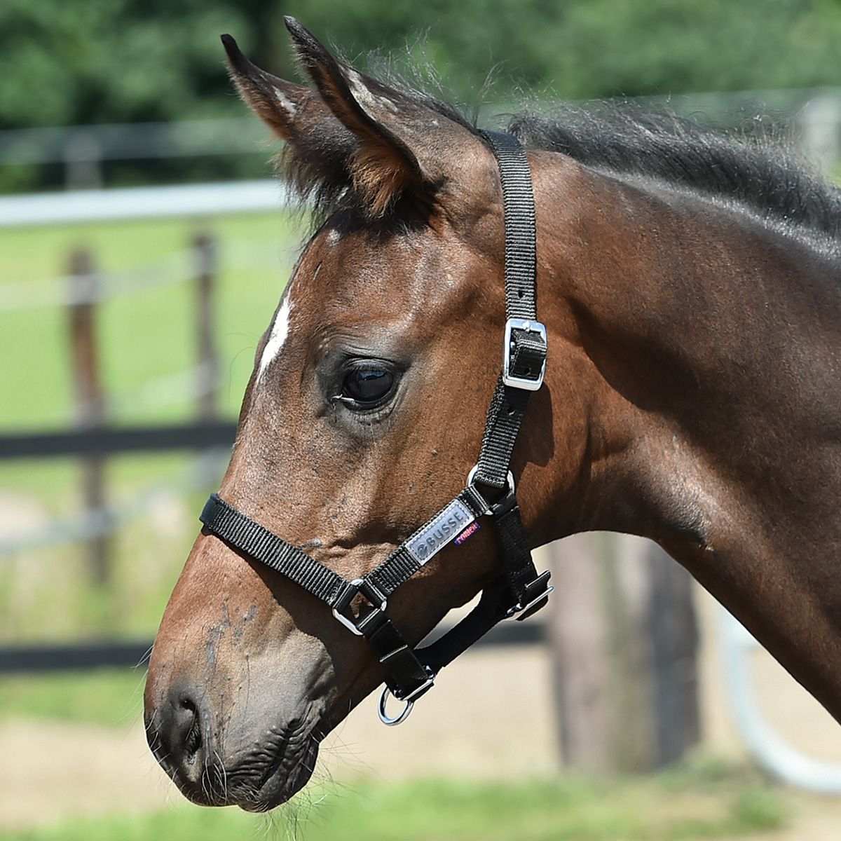BUSSE Halter foal bordeaux