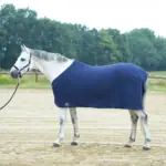 Schimmel mit dunkelblauer Abschwitzdecke steht angebunden auf einem Sandplatz