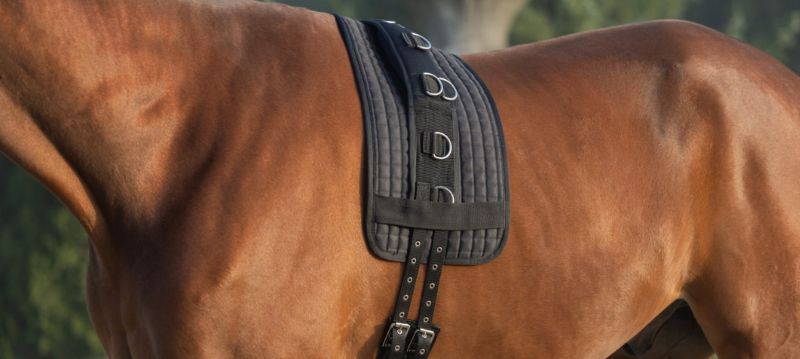 Covalliero Longieren & Voltigieren