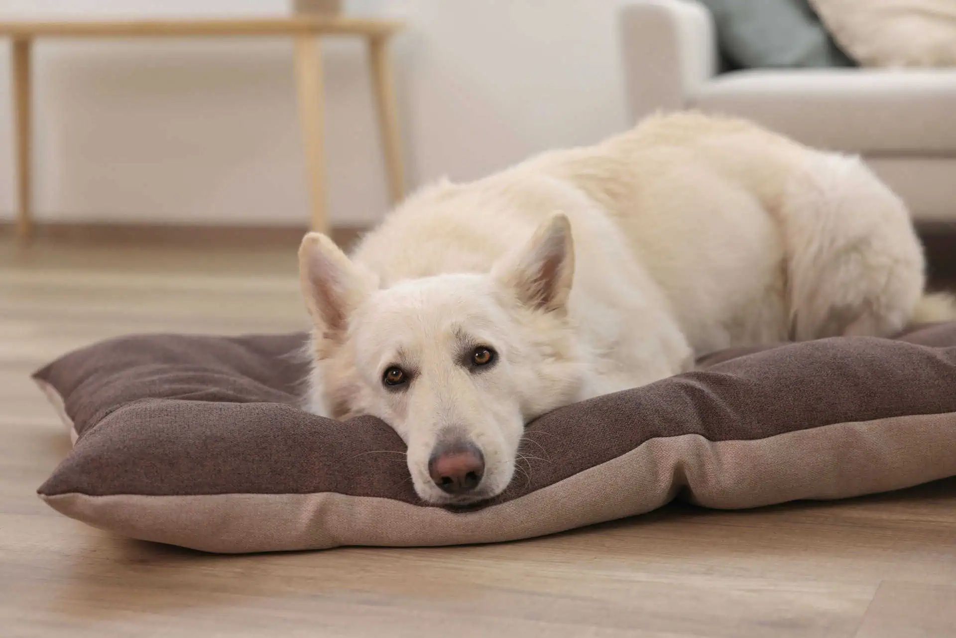 Kerbl Cuscino per animali Ely, reversibile, lavabile, marrone/beige, in uso, in casa