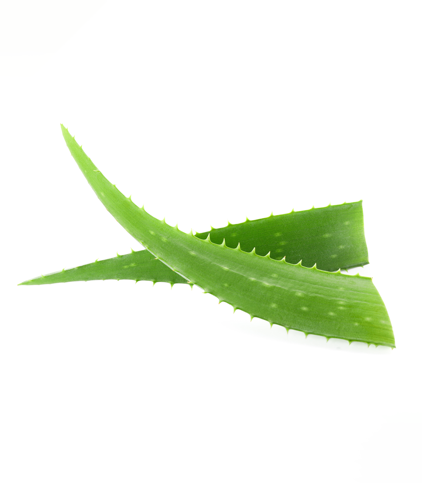 Två gröna aloe vera-blad med taggiga kanter