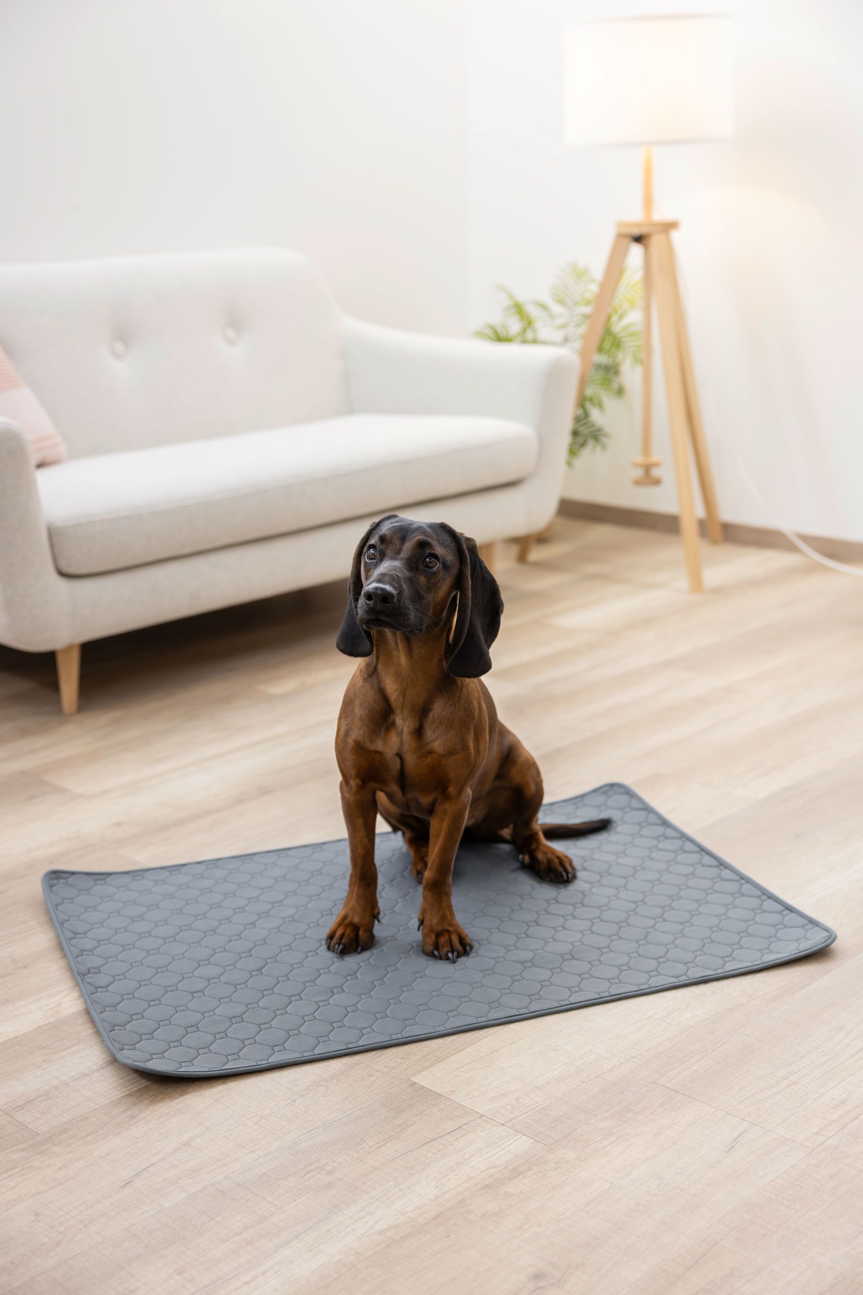 dog, brown, short-coated, sitting, pet mat