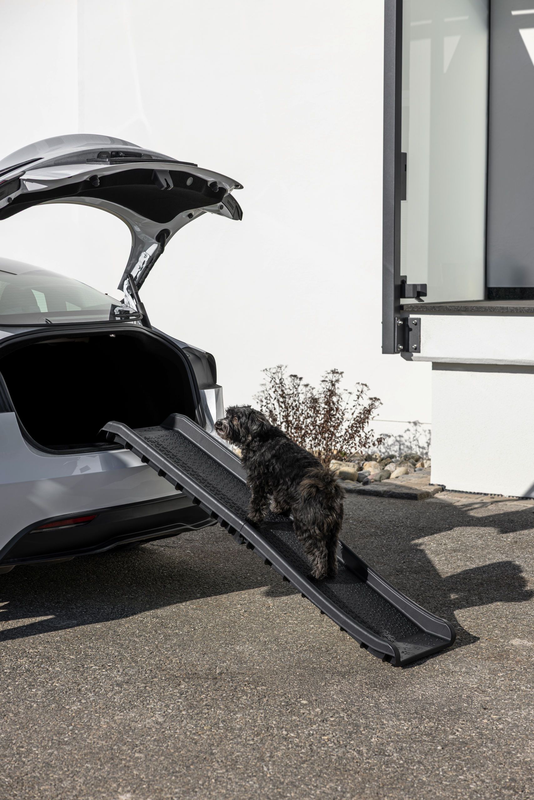 car, trunk, pet ramp, ramp, dog