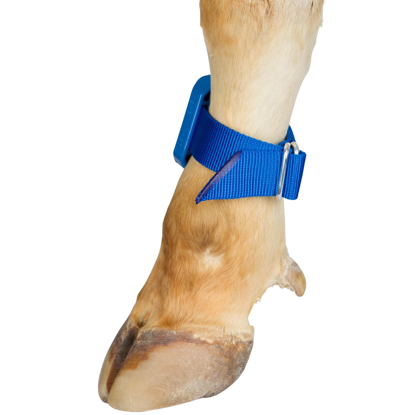 Kerbl Tying Strap for Pedometer, Cattle, 40 cm, Blue, in use, leg