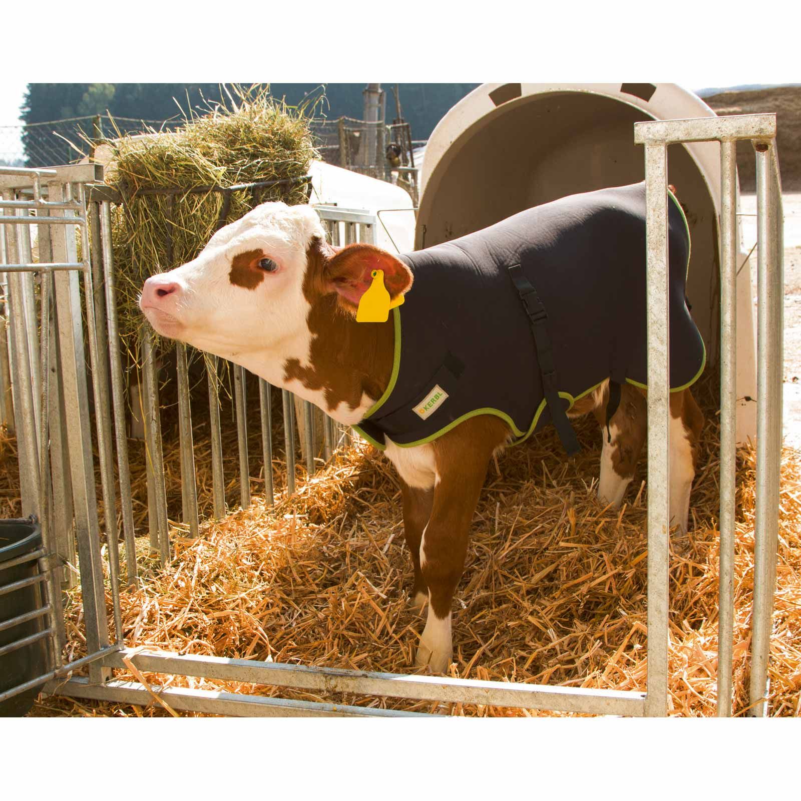 Couverture pour veaux Premium Kerbl, imperméable et respirante, en utilisation