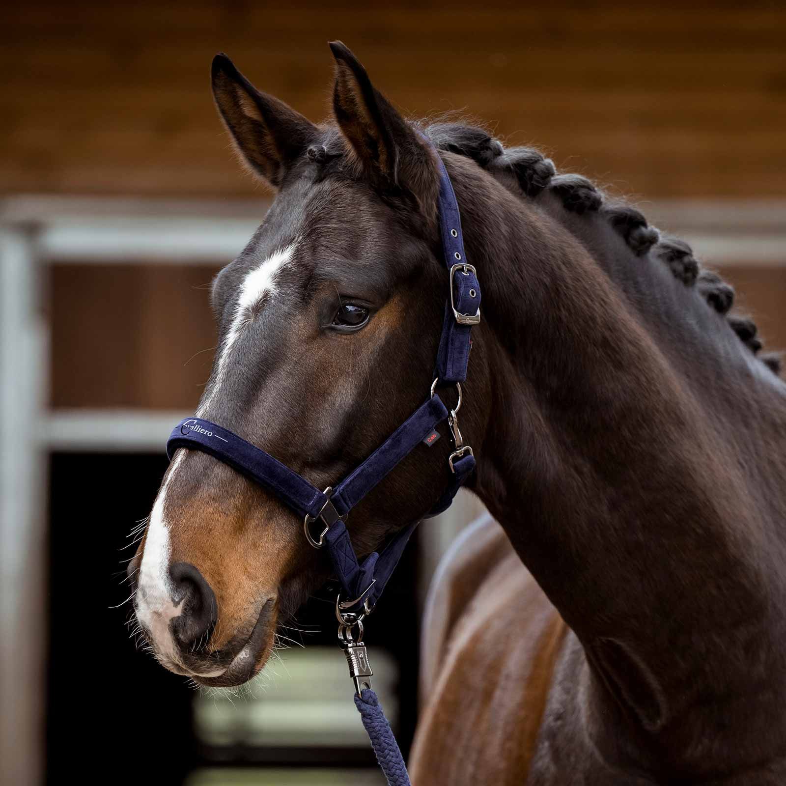 Covalliero Halter hw 2023 navy, i användning