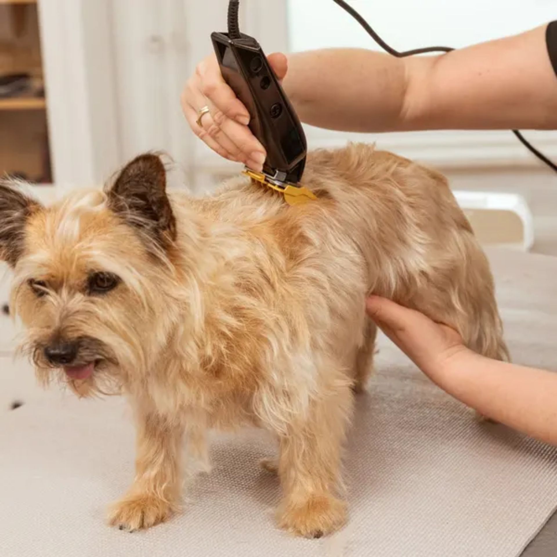 WAHL Schermaschine Multi-Cut, Fellschur für Hunde & Kleintiere, im Einsatz