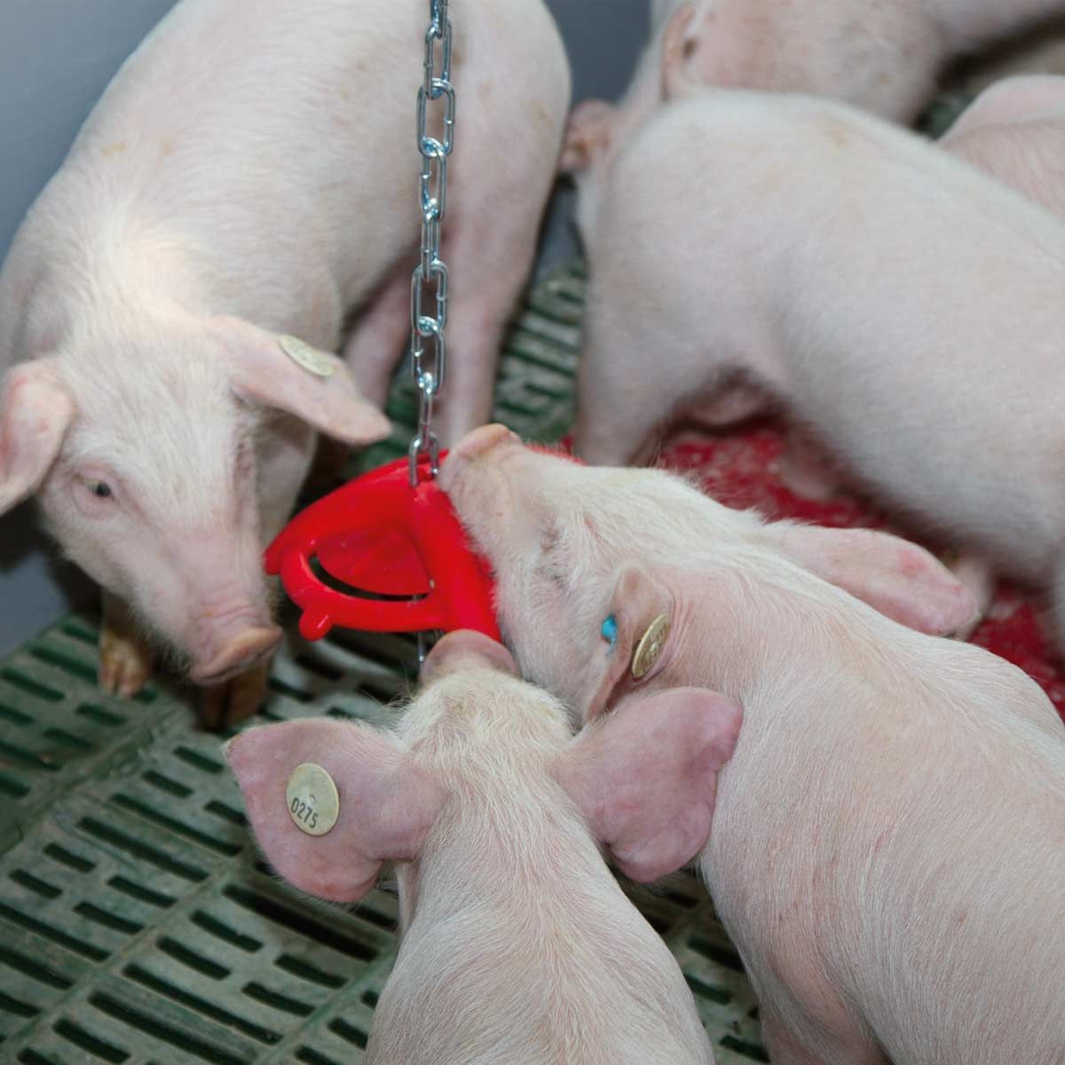 Kerbl Piglet Teething Ring with 75 cm Chain, 180 mm Diameter, in use
