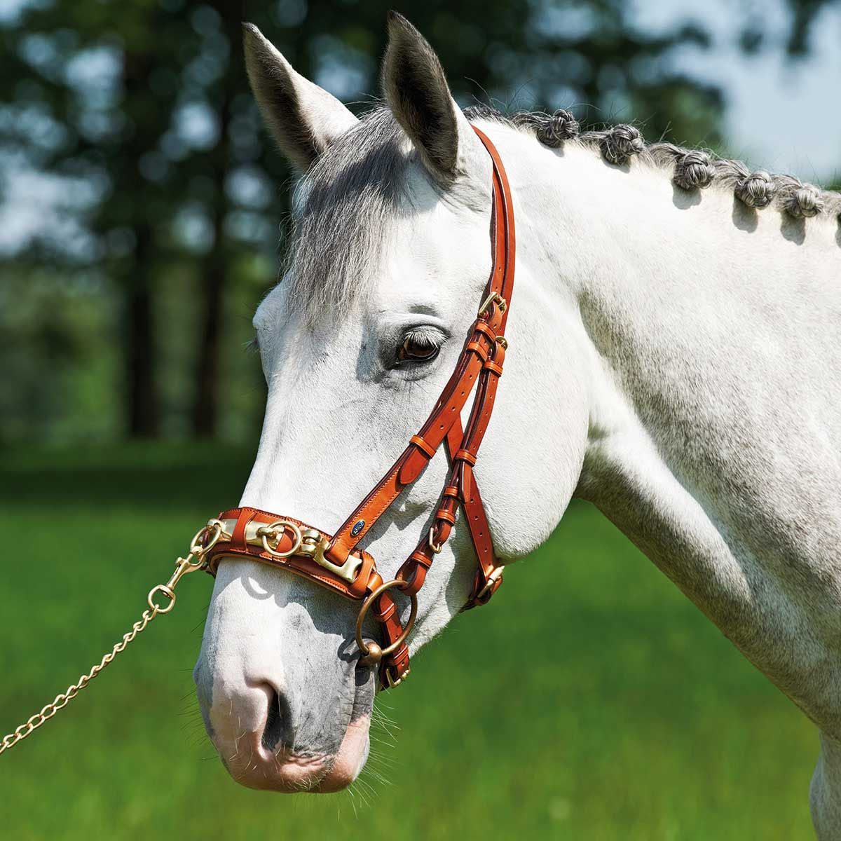 BUSSE Capezzone PROFESSIONAL, cavezzone in cuoio per lavoro a terra e longeggio, in uso