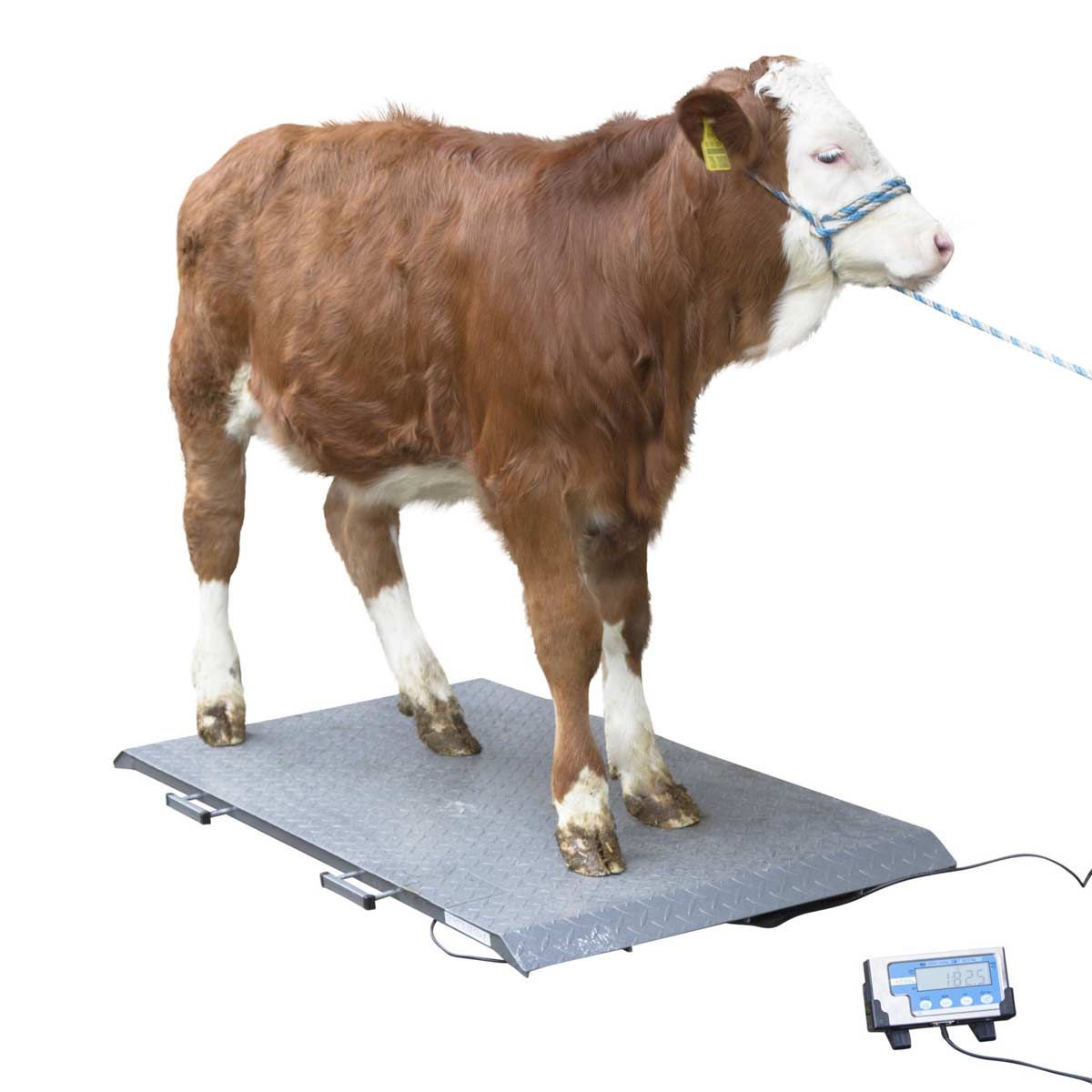 Kerbl PS állatmérleg szarvasmarhának és lovaknak, digitális LCD kijelzővel, PS 2000 1000 kg-ig