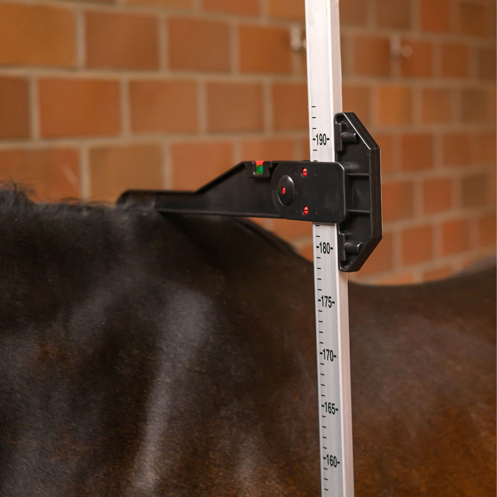 Pferd, Messung, Gurtmaß, Halfter, Messband