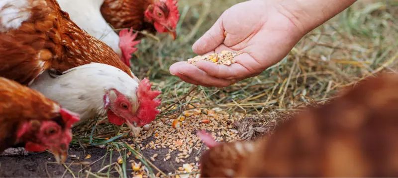Chicken Feed