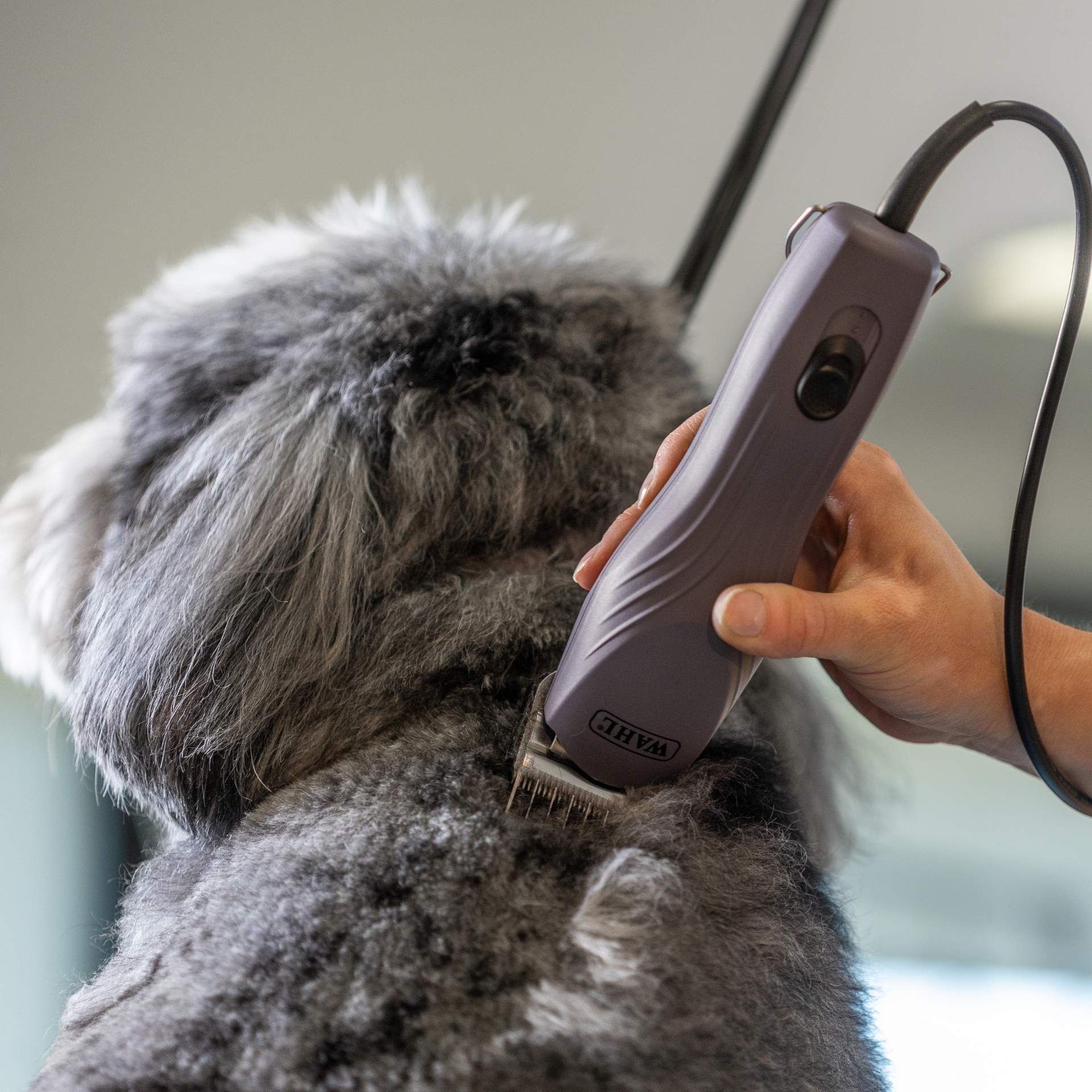 pet grooming, fur, clippers, dog fur, shears