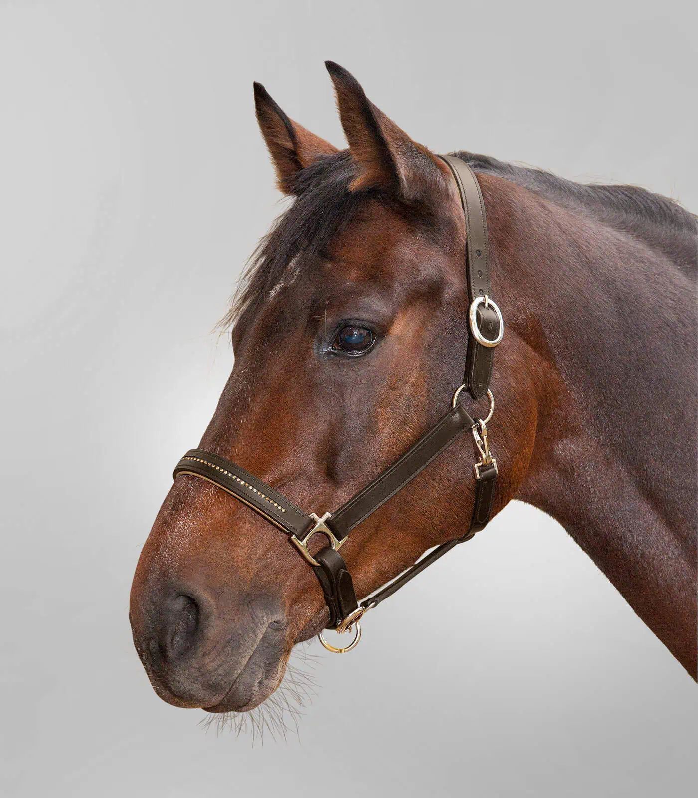 STAR Lederhalfter Diamond, robust mit farbigem Nasenriemen, braun/gold, Pony