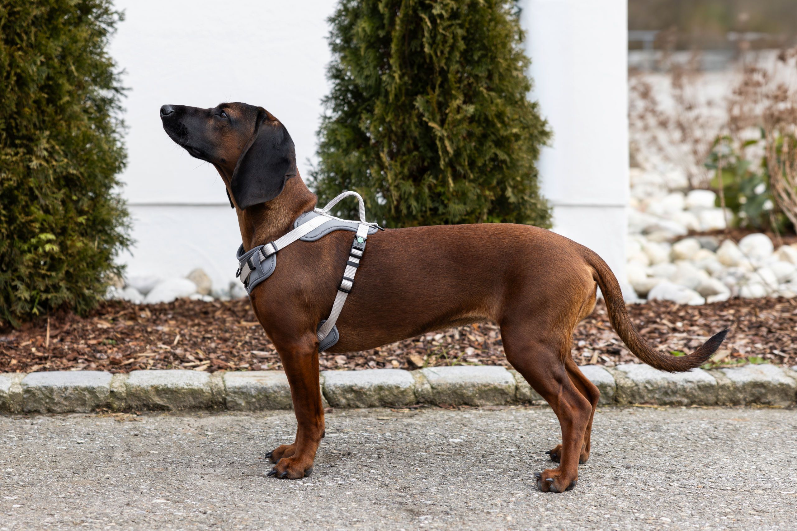 Hund, Halsband/ Geschirr, braun, kurzes Fell, Außenbereich