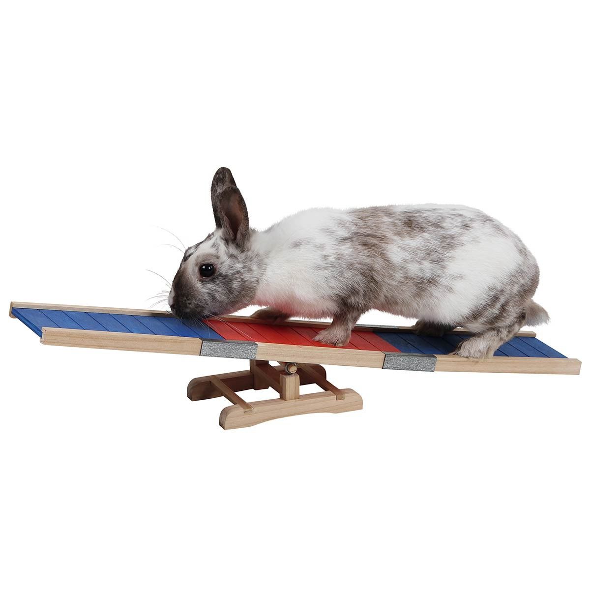 Kerbl Agility Rocker for Rodents, with Color-Coded Contact Zones, in use