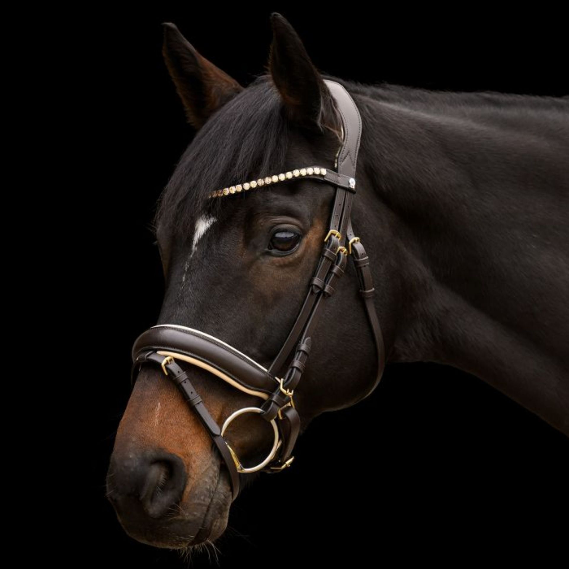 horse, bridle, headstall, bit, black