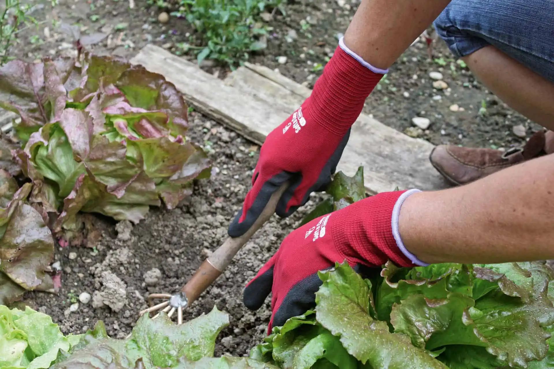 Kerbl Gartenhandschuh Soft N Care Landscape Nitrilbeschichtung, im Einsatz, in der Hand