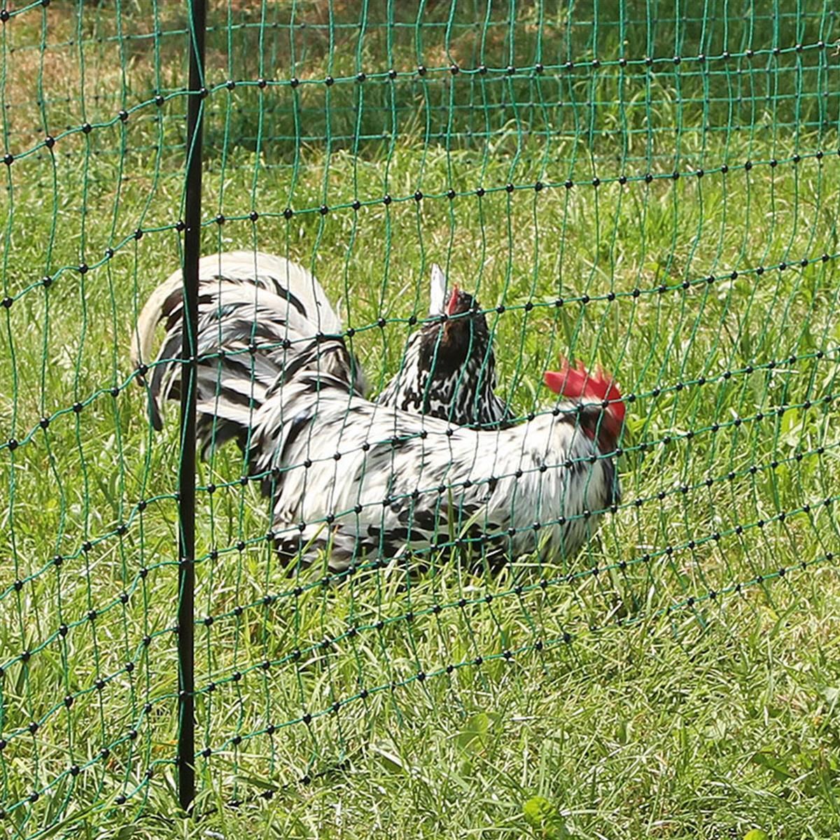 Filet AKO Poultrynet pour volaille électrifiable vert 112cm, en utilisation, au pré