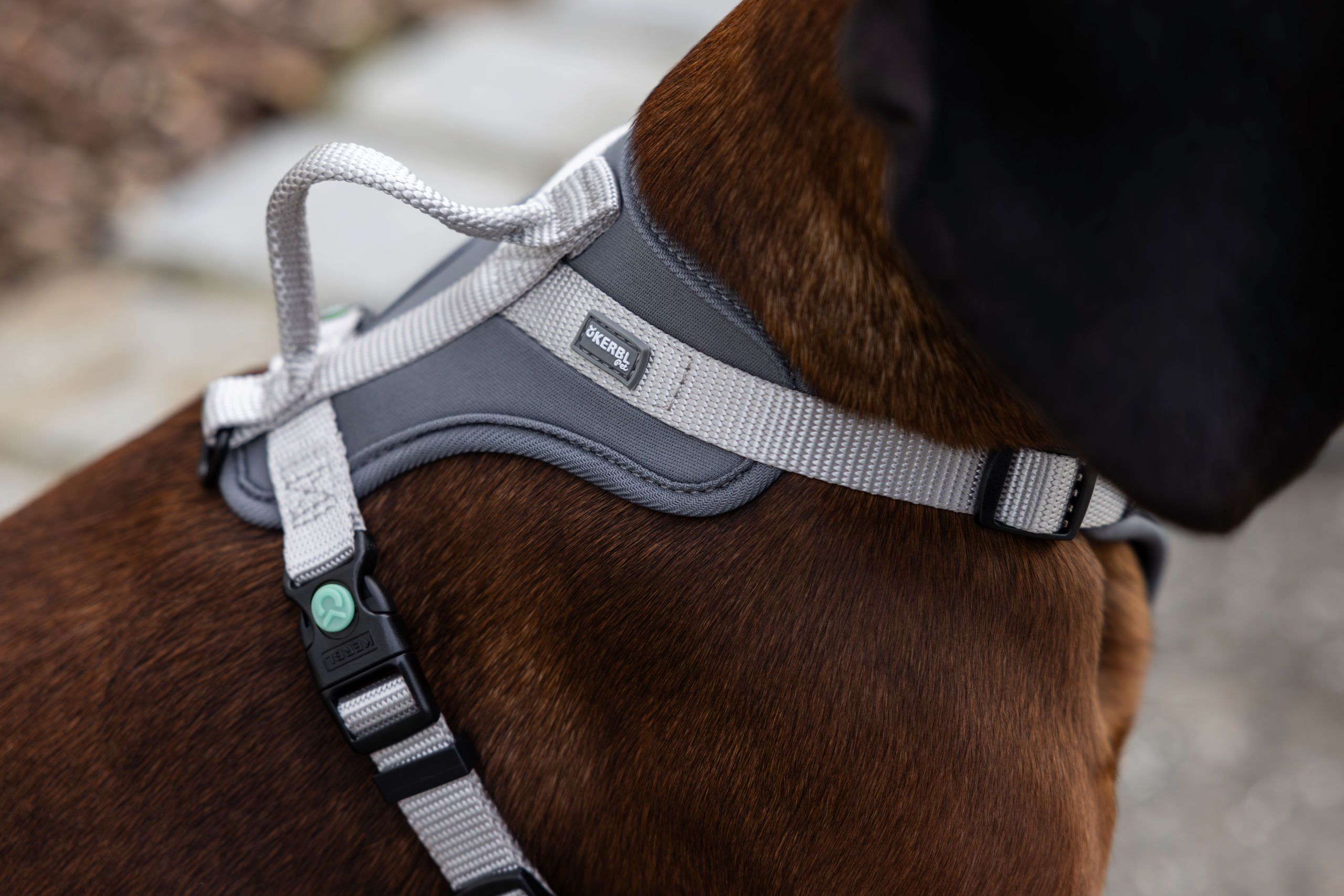 pferd, sattel, halter, grau, band