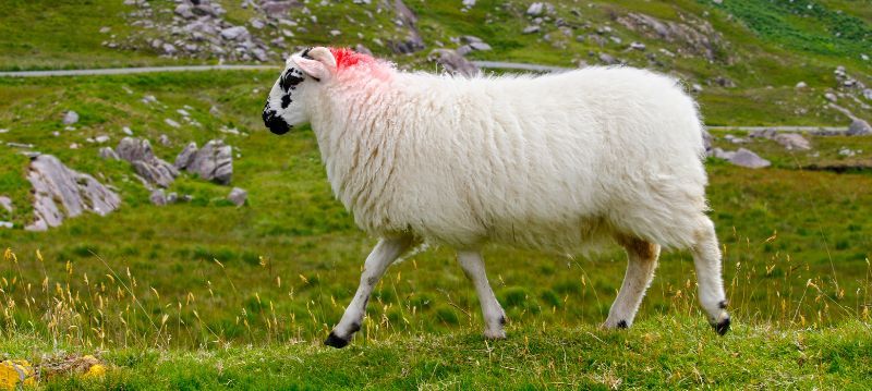 Marquage des moutons