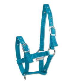 Pferdehalfter aus türkisfarbenem Nylon mit Metallschnallen und Ringen