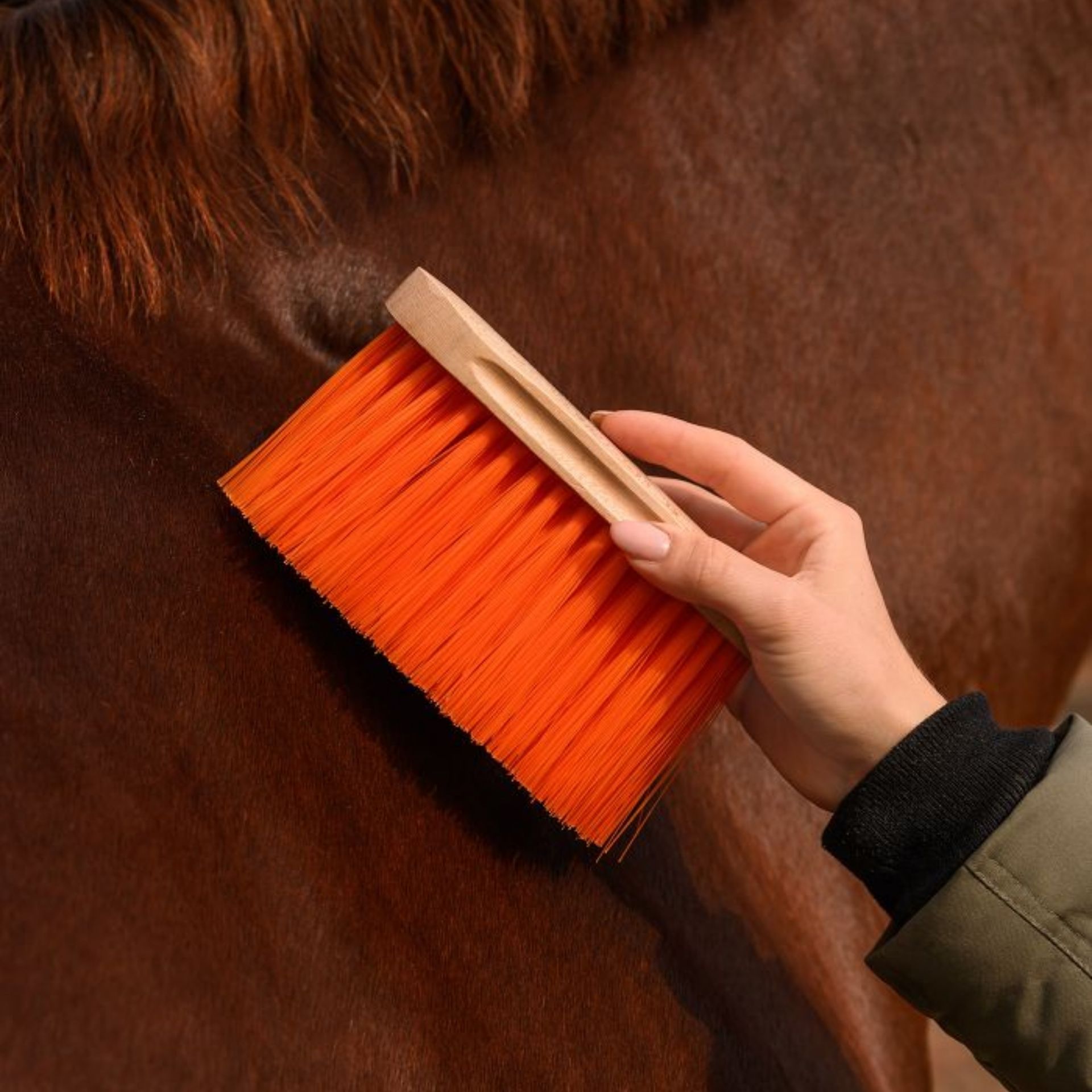 horse, brush, orange, coat, care