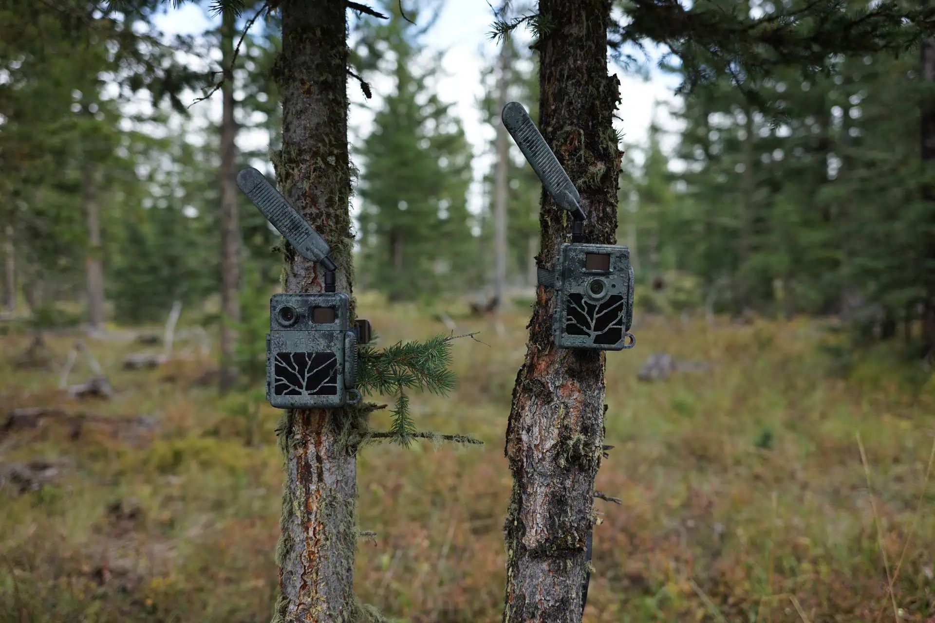 Zwei Wildkameras in Tarnmuster an Baumstaemmen im Nadelwald befestigt