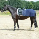 Dunkles Pferd mit blauer Abschwitzdecke und weißer Satteldecke steht auf einem Sandplatz
