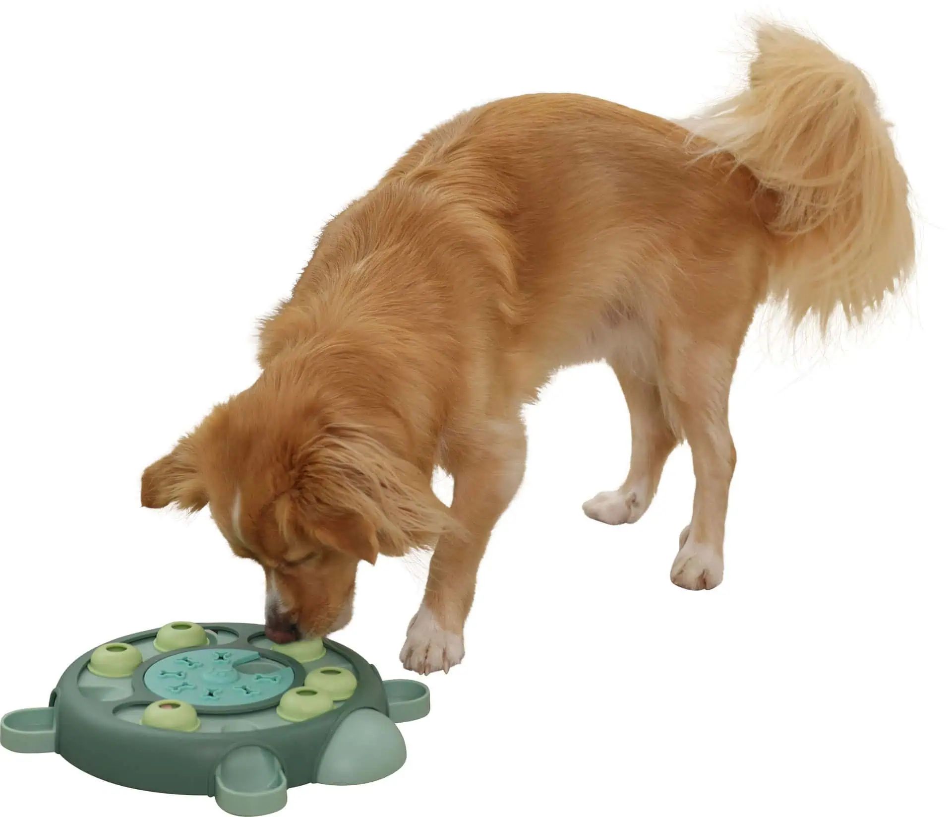 Kerbl Pet Gioco Interattivo Turtle, Gioco Intelligenza per Cani e Gatti, in uso