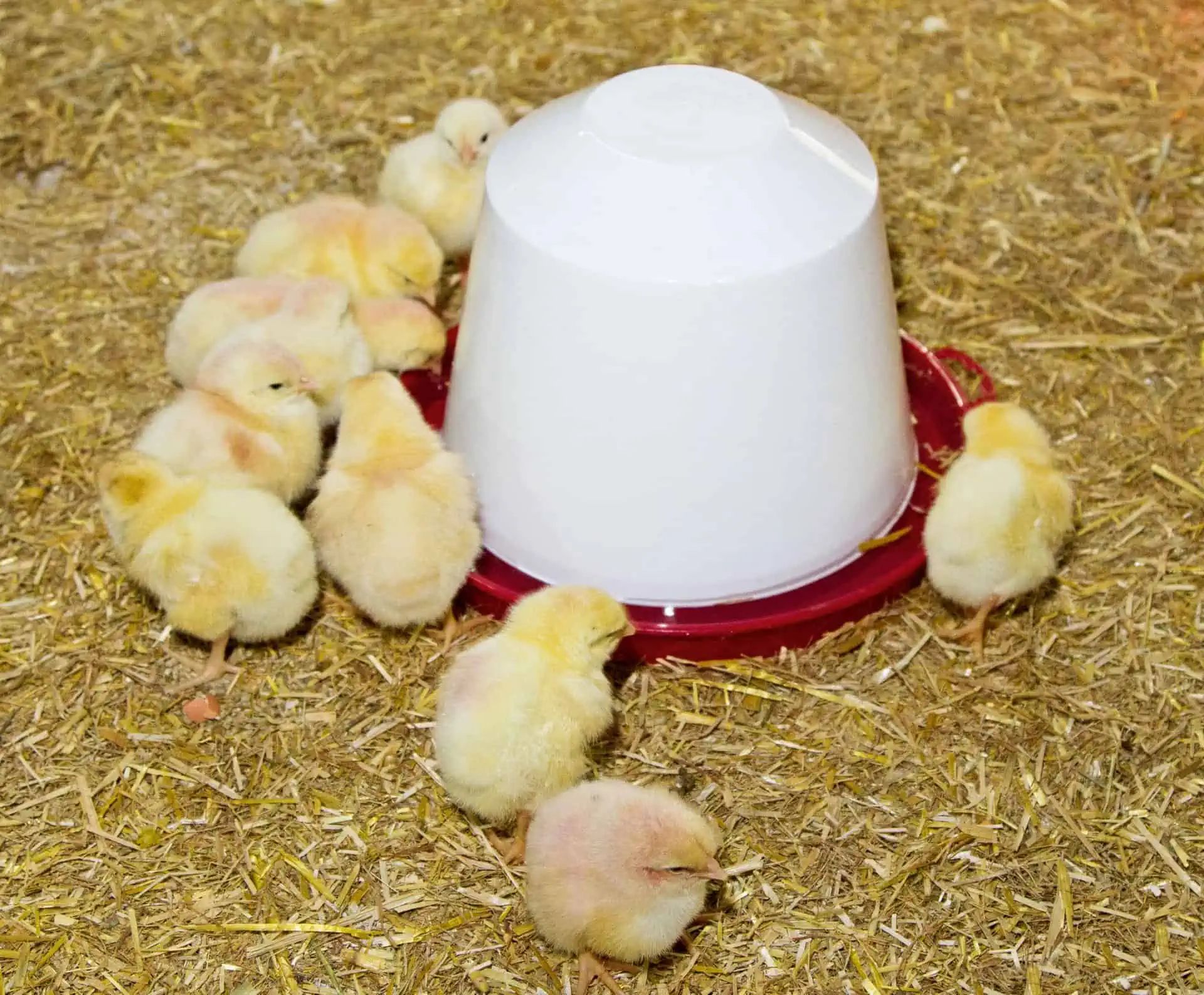 Novital Abreuvoir en plastique pour poussins et poules, 3,5 litre