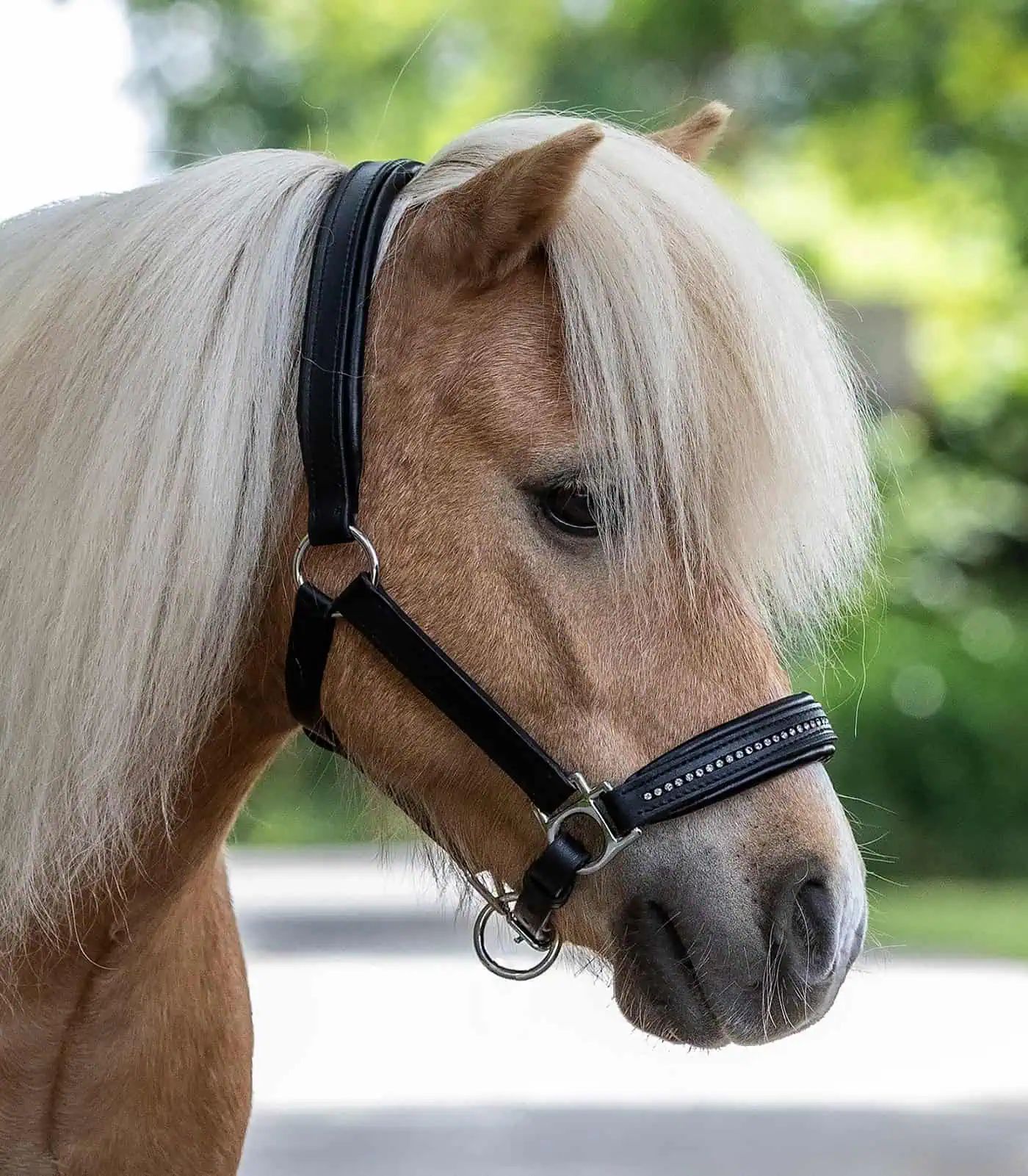 STAR Licol en cuir Diamond, robuste avec muserolle colorée, Noir, Poney