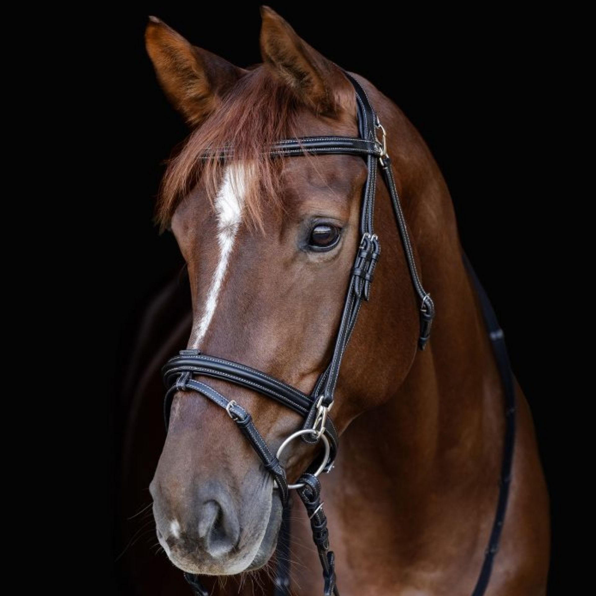 horse, bridle, headstall, brown, equestrian