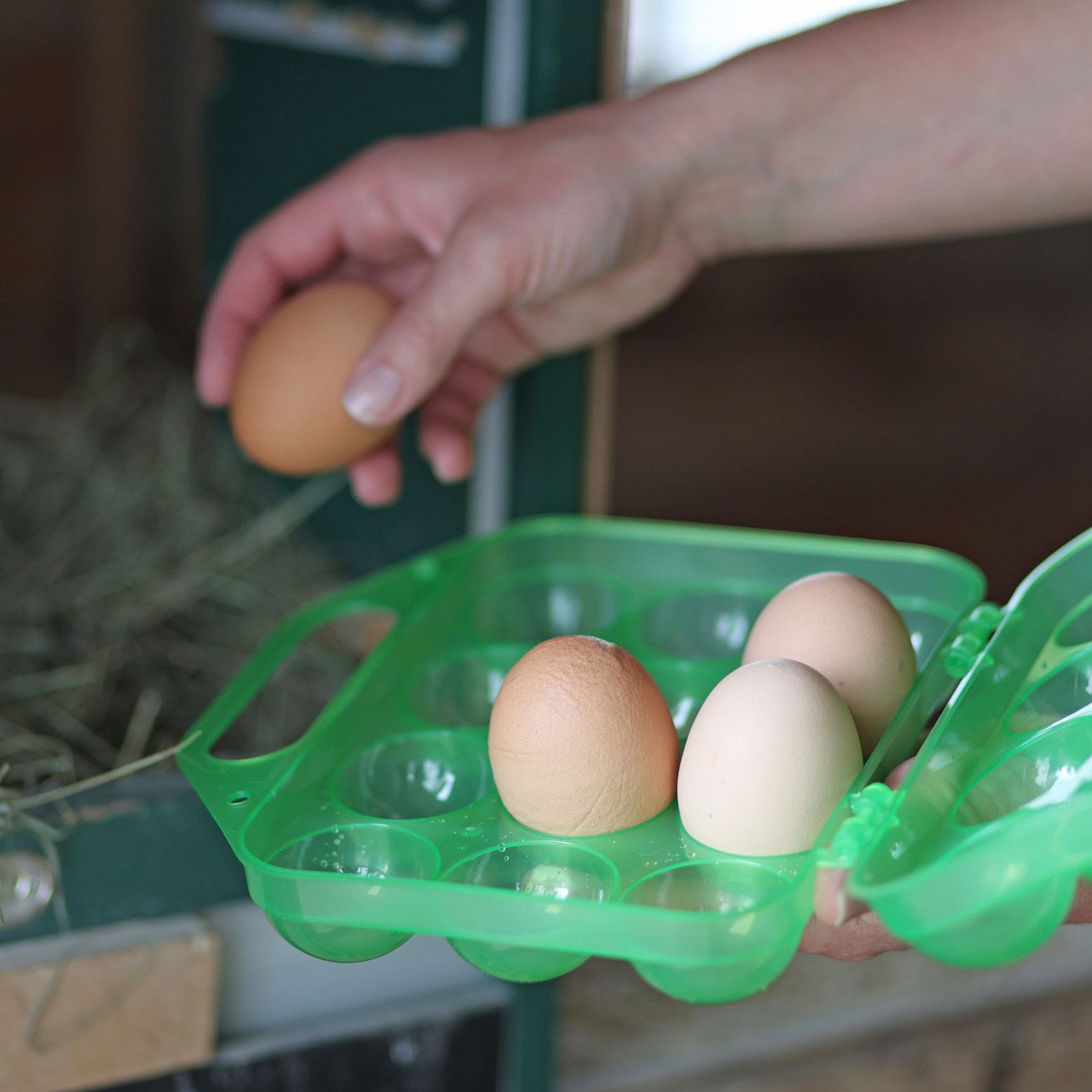 Kerbl Scatola portauova in plastica per 12 uova, verde, in uso, in mano