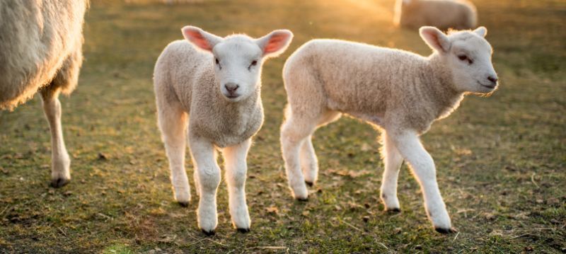 Lamb Rearing