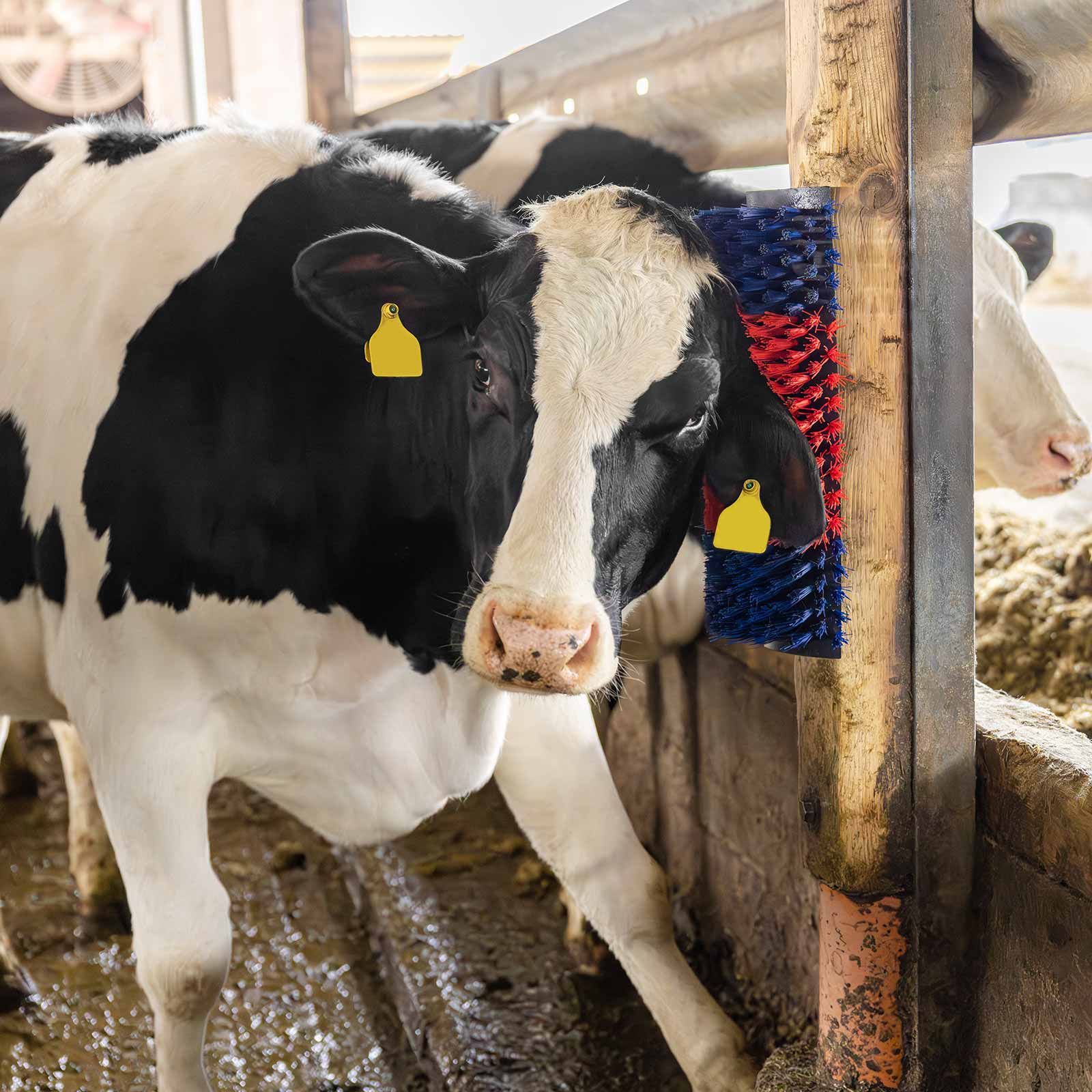 Kerbl Kratzbürste XL Betty, halbrund für Rinder, Pferde & Co., im Einsatz, im Stall