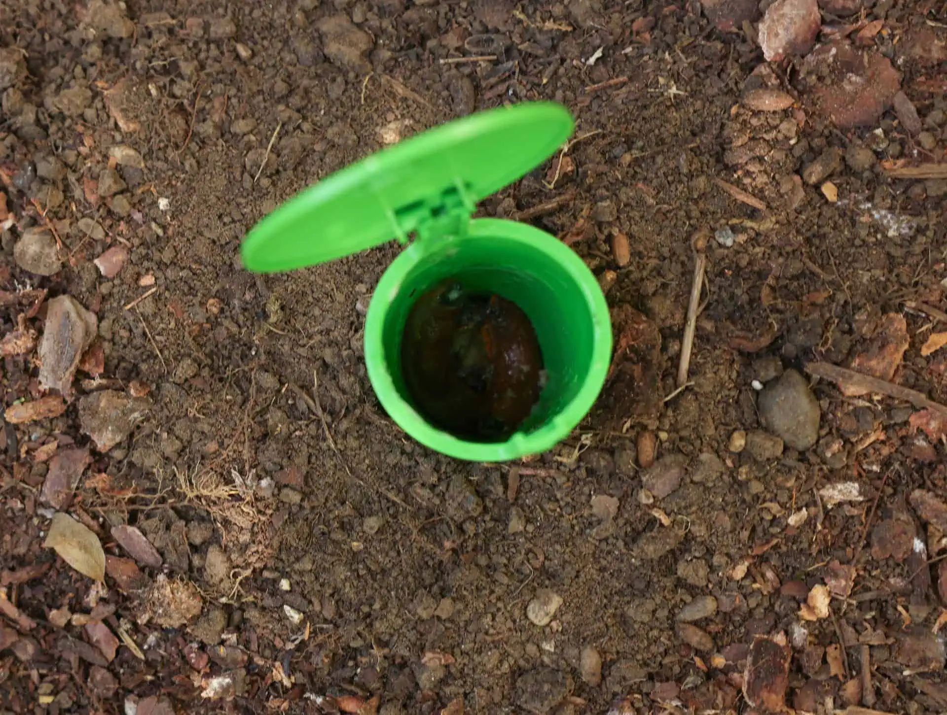 CIT SnailBowl snigelfälla, giftfri ölfälla för trädgården, i användning