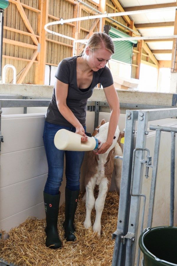 milking, calf, farmland, barn, feeding bottle