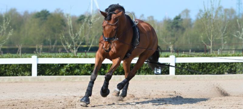 Lunging And Vaulting
