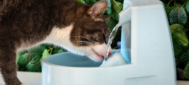 Bol d'eau pour chat