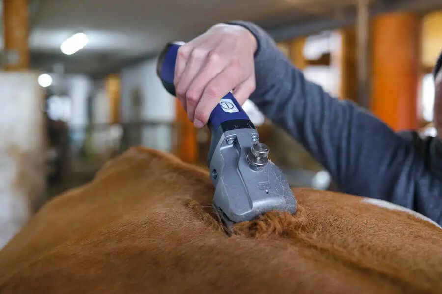 Aesculap Bonum Pro Akku Rinder-Schermaschine, Li-Ion, im Einsatz