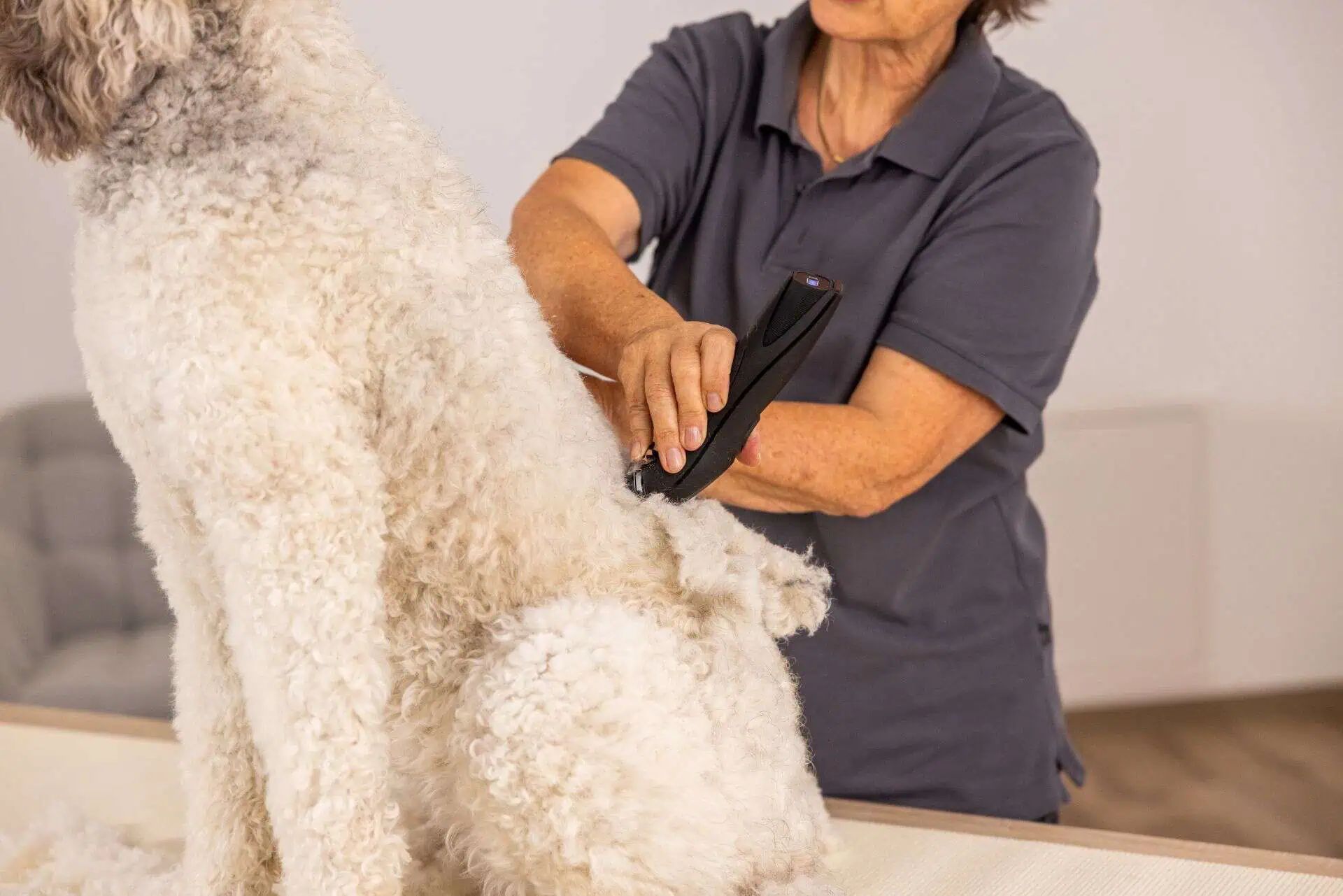 Person schneidet mit einem dunklen Geraet das Fell eines groesseren hellen Hundes