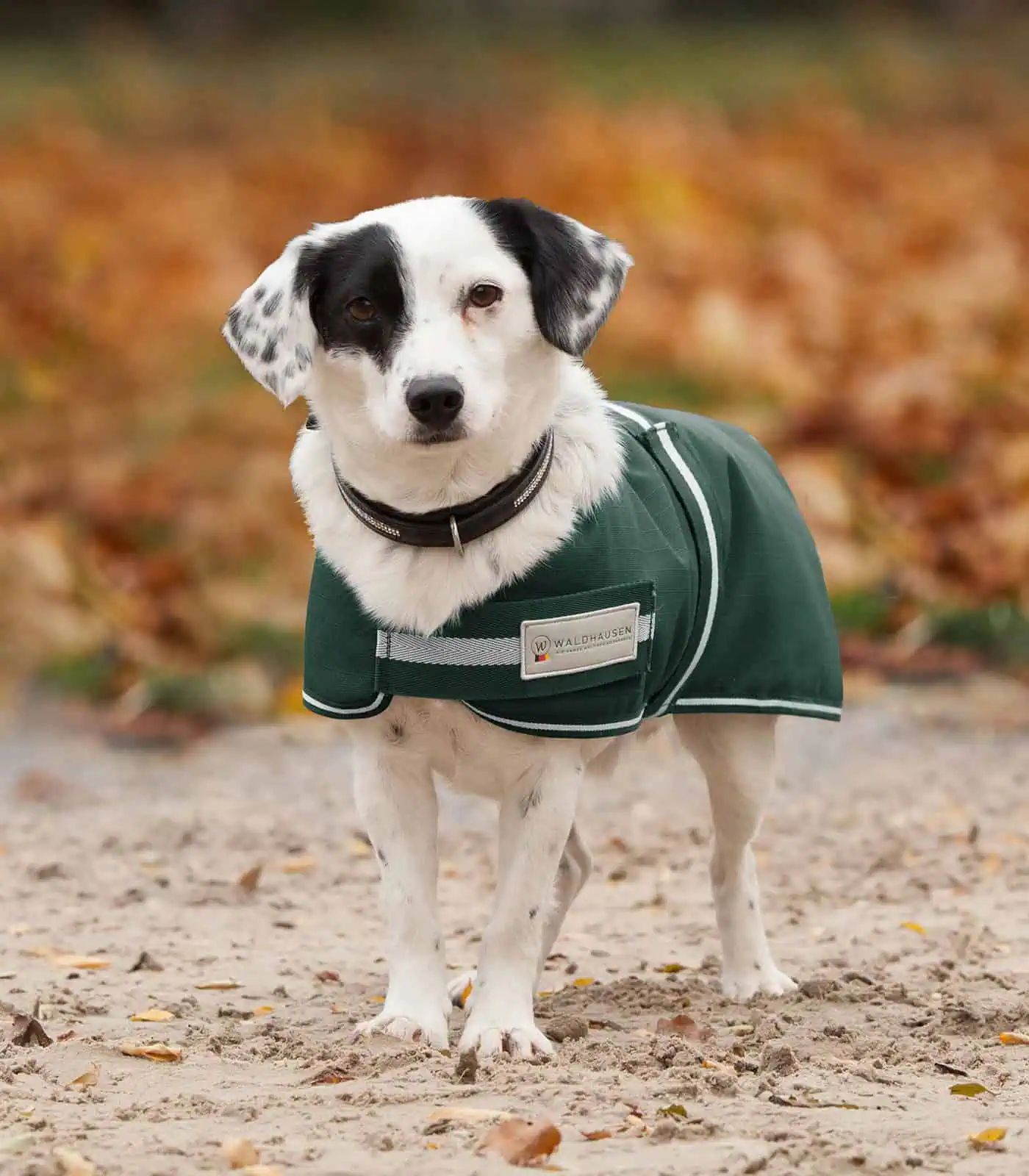 Waldhausen Manteau pour Chien Comfort Imperméable, 1200 Deniers, 200 g, vert sapin 35 cm