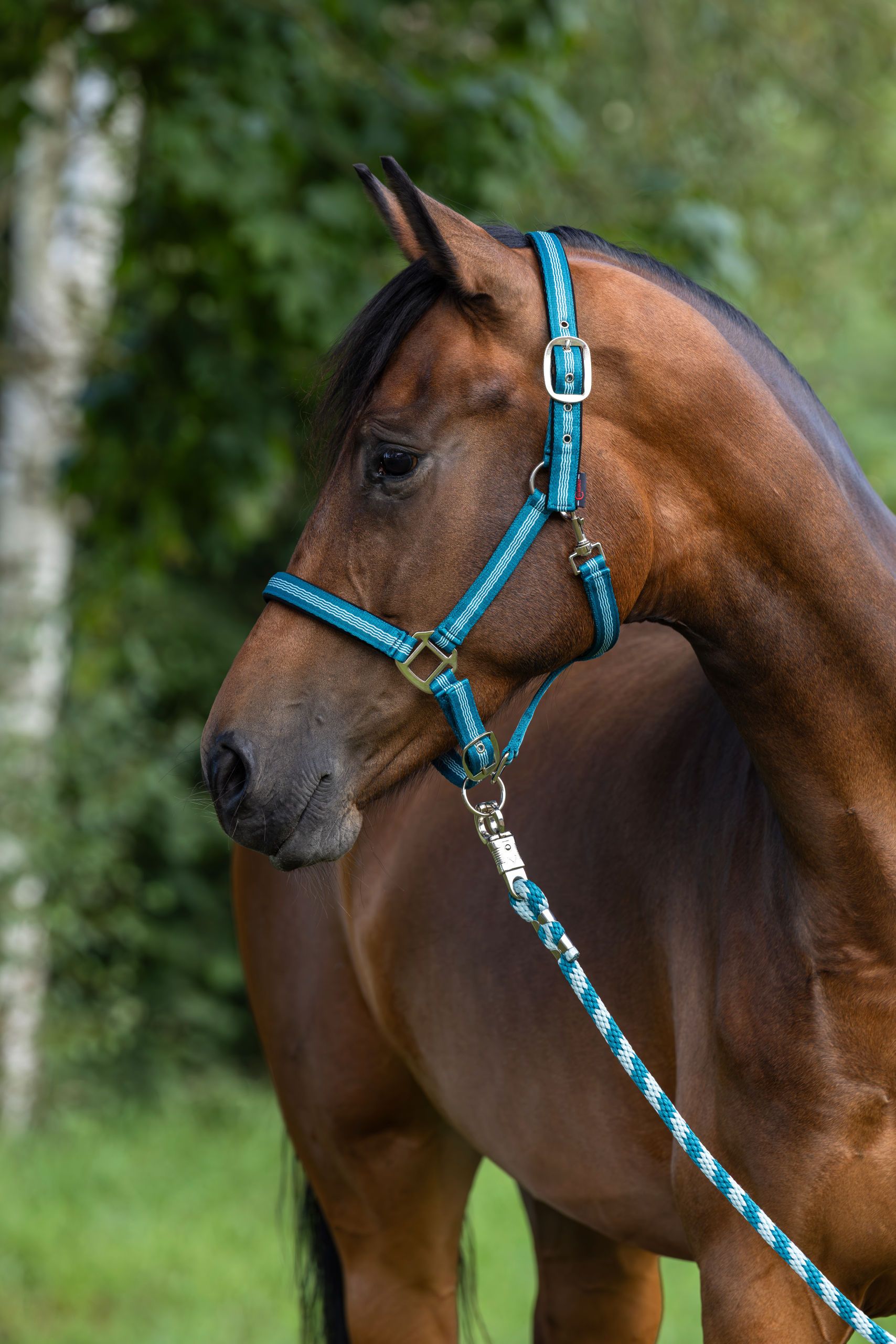 horse halter, blue halter, bridle, lead rope, brown horse