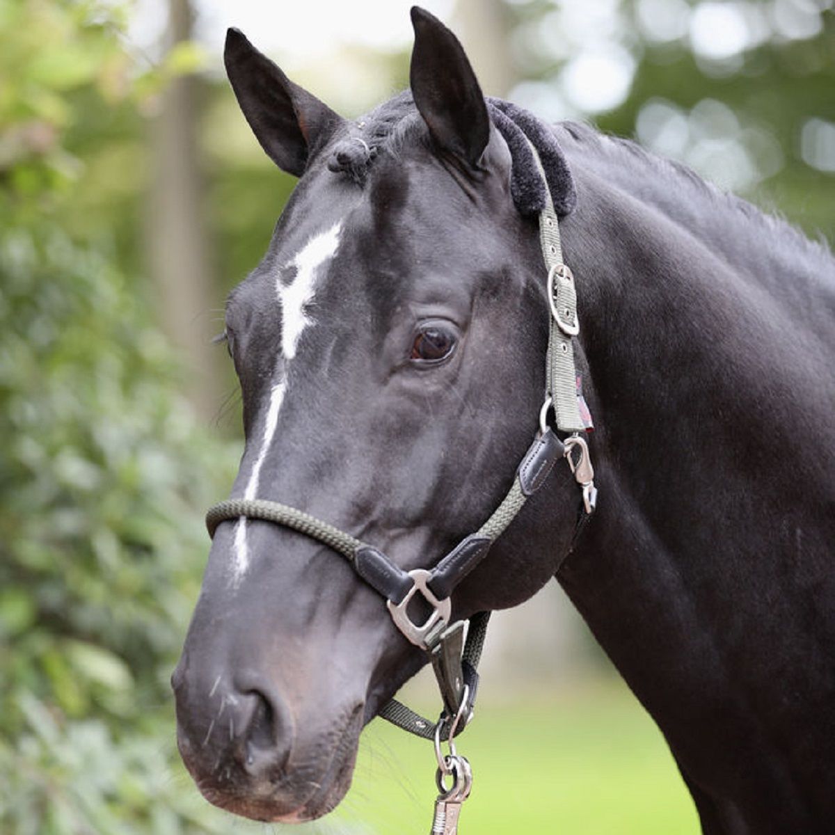 Covalliero Pferdehalfter Cordano oliv, verstellbar, mit Karabinerhaken, Pony