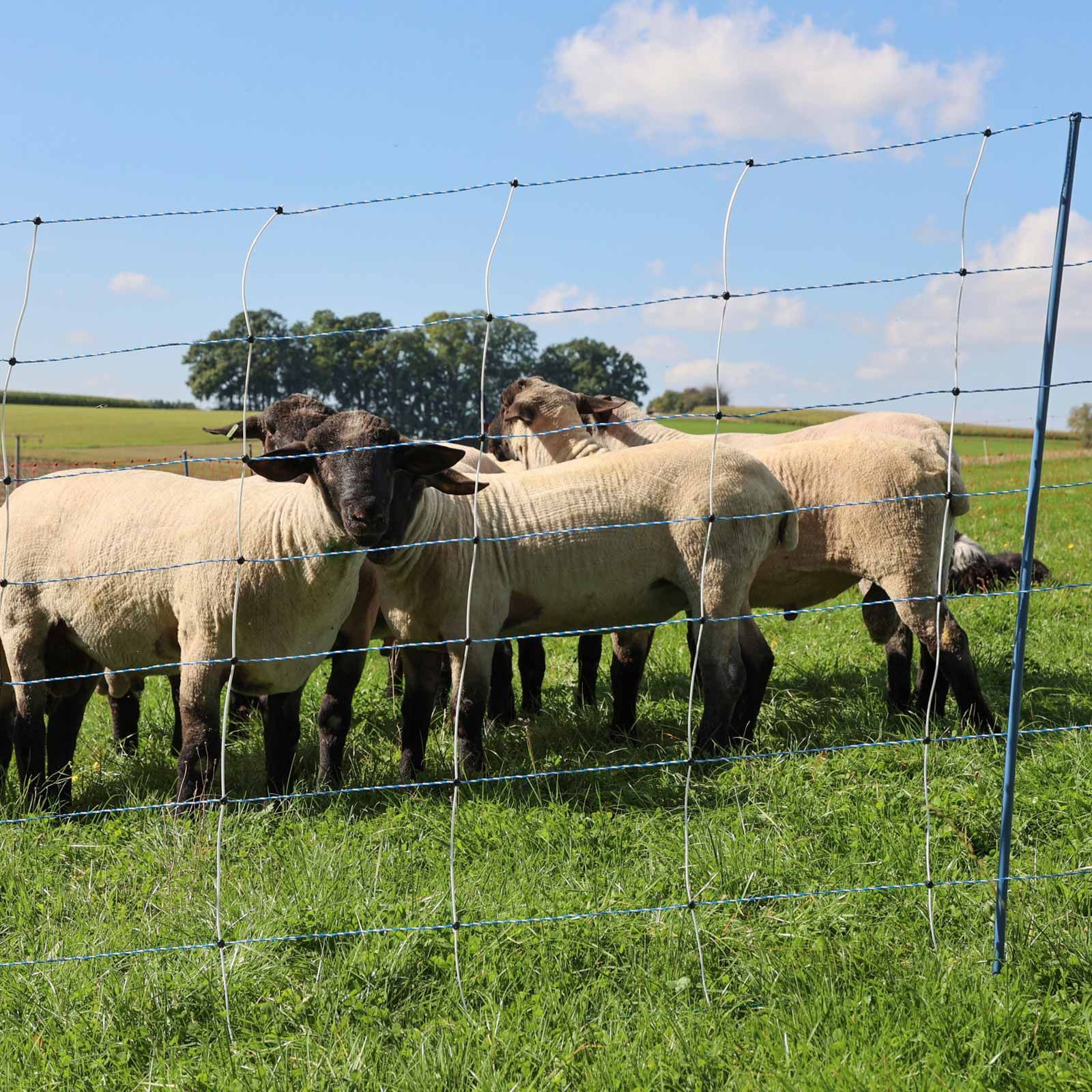 Filet anti loup AKO TitanNet Premium Vario électrifié, double pointe, blanc-bleu