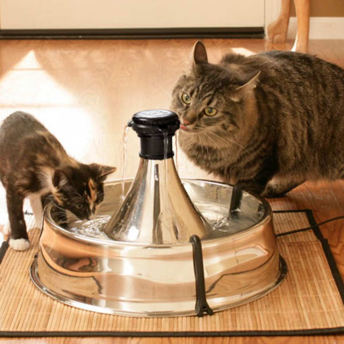 PetSafe Fontanella Drinkwell 360 in Acciaio Inox per Gatti e Cani, in uso