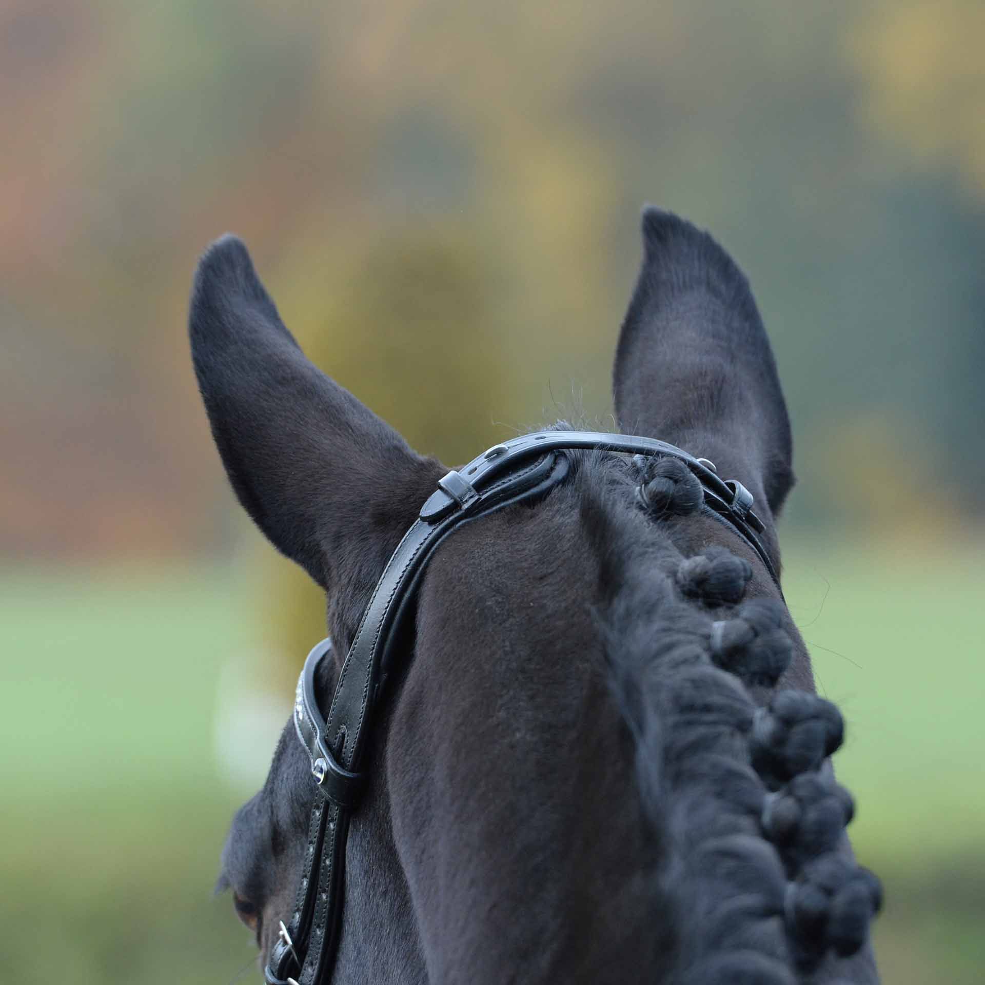 BUSSE Trense EMOTION, anatomisch geformte Soft-Leder-Trense, schwarz/weiß, FULL