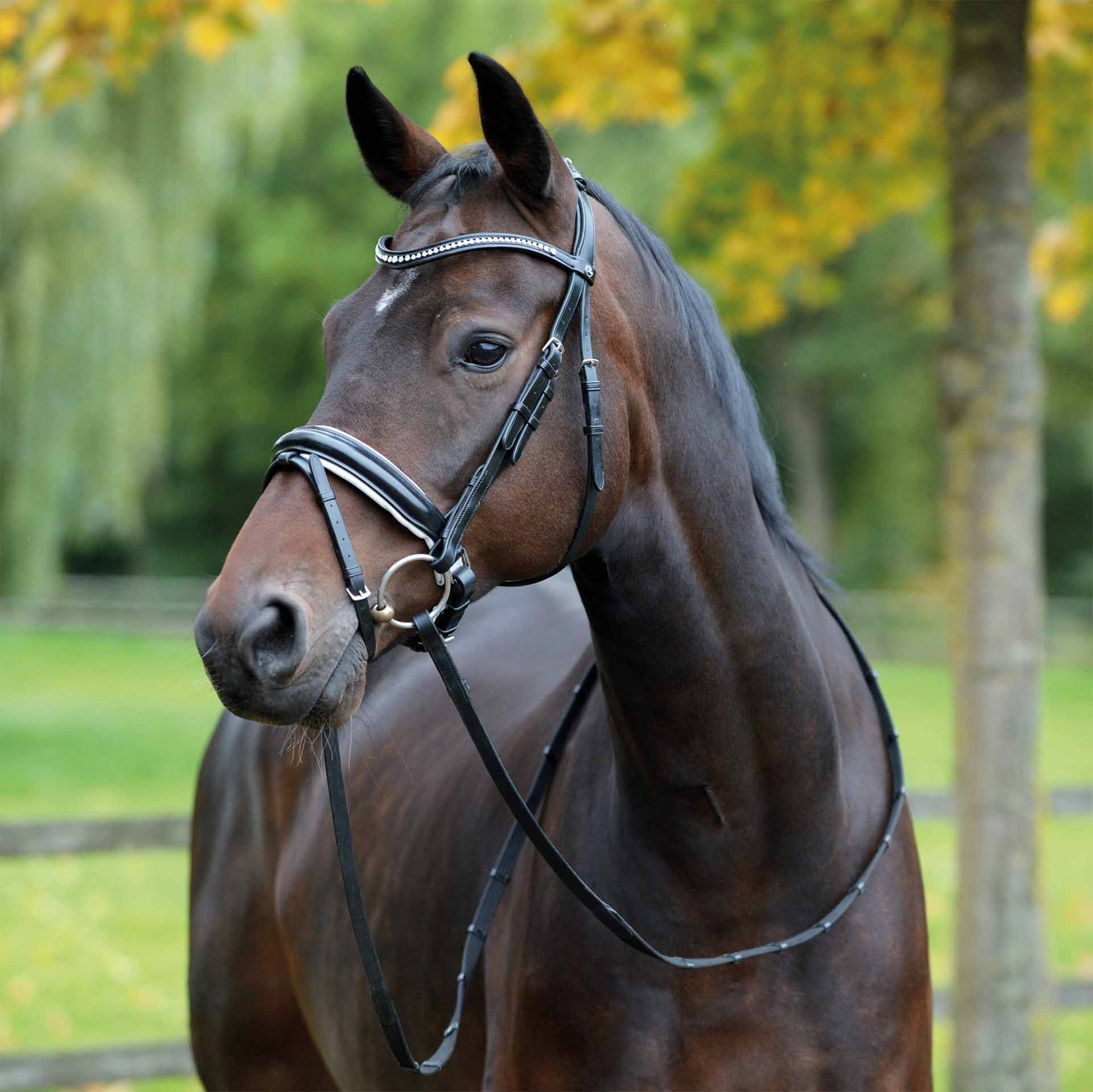 BUSSE kengyel MONZA COB fekete és fehér